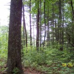 Lot 2 Panther Ridge - Lake Toxaway Estates
