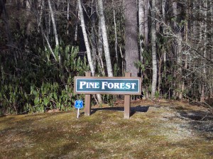 Pine Forest Homes