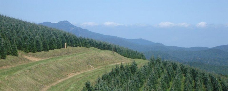 Christmas Tree Farm